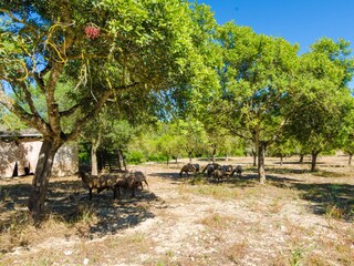 Villa Llucmajor Ambiente 32