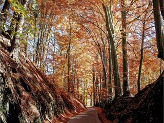 Chalet Bomal Ambiente 29