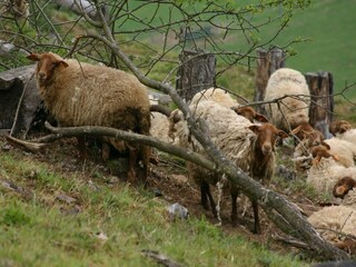 Chalet Bomal Umgebung 39