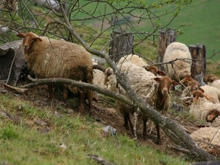 Chalet Bomal Environnement 34