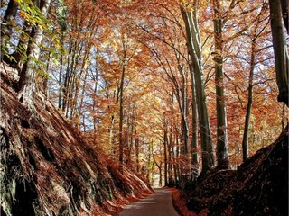 Chalet Bomal Entorno 37