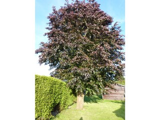 Blutbuche auf dem Grundstück