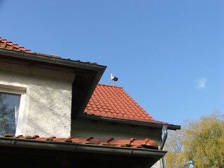 Ab und zu landet der "Dorfstorch" auf unserem Dach