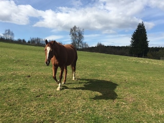 In Allrode gibt es einen Reiterhof
