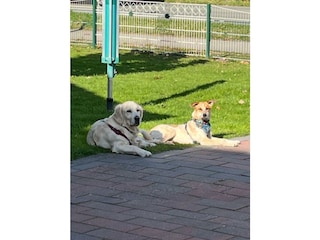 Garten mit unseren Hunden