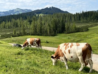 Apartamento de vacaciones Reit im Winkl Entorno 32