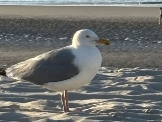 Ferienhaus Wangerooge Umgebung 28