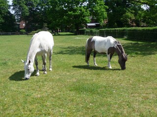 Wir halten Pferde auf unserem 4,4 ha großen Grundstück