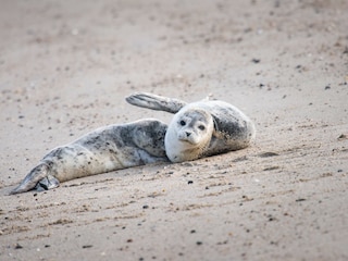 Seehunde im Watt vor Minsener Oog