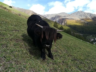 Appartamento per vacanze Schnals Ambiente 15