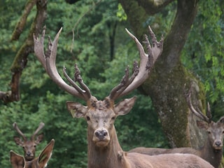 Chalet Liézey Omgeving 27