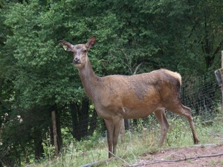 Chalet Liézey Omgeving 31