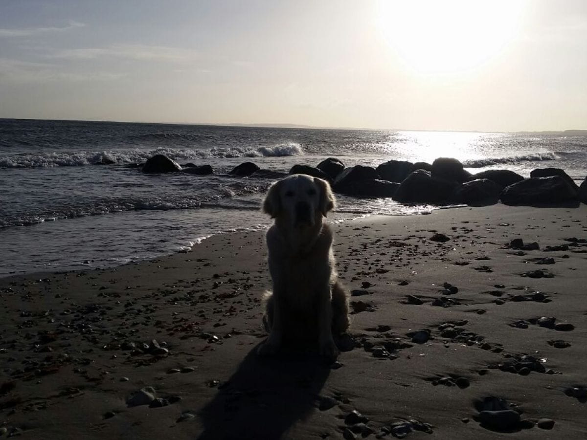 Sie liebt Hohwacht - Hundestrand