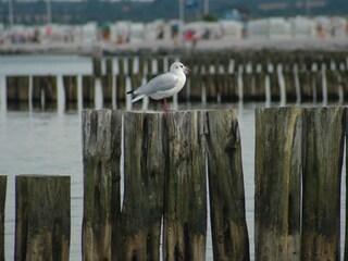 Ostsee