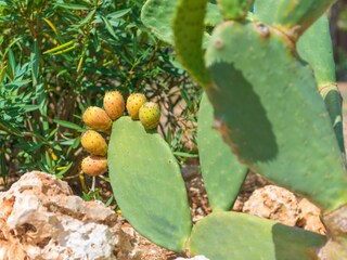 Villa Costitx Außenaufnahme 32