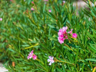 Villa Costitx Buitenaudio-opname 31