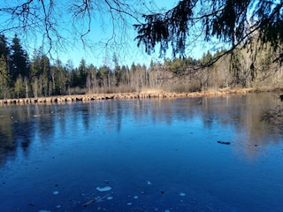 Waldsee in Lindenberg