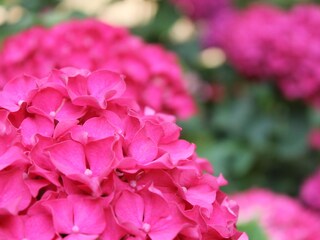 Hydrangea in the garden