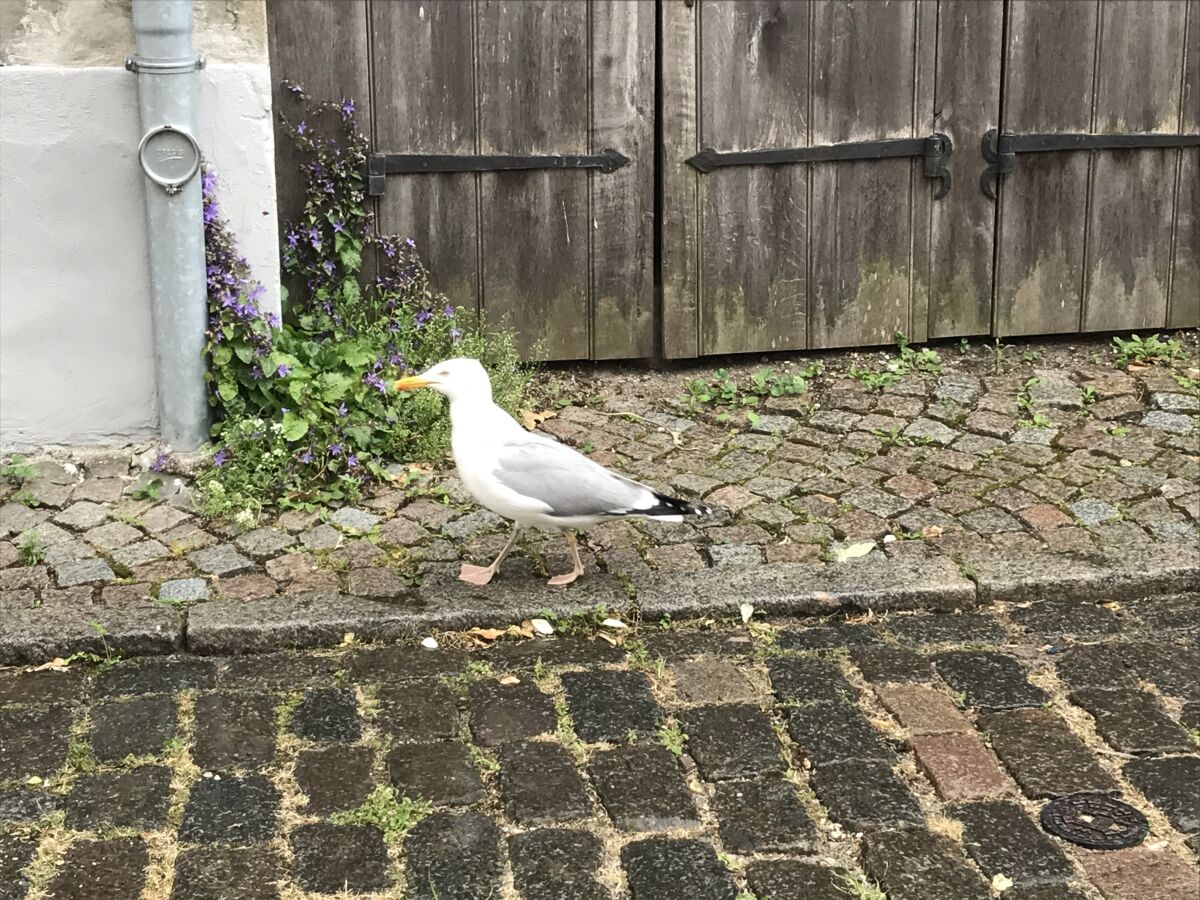 Eckernförder Altstadt Bewohner