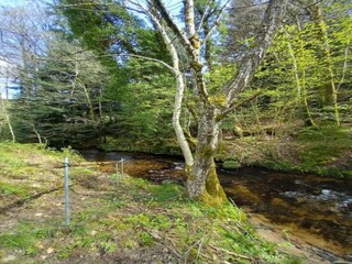 Chalet Abreschviller Environment 28