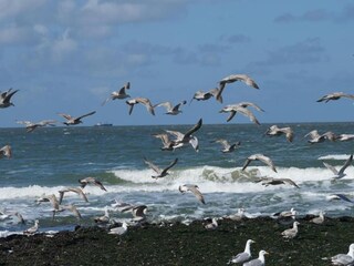 Maison de vacances Callantsoog Environnement 18