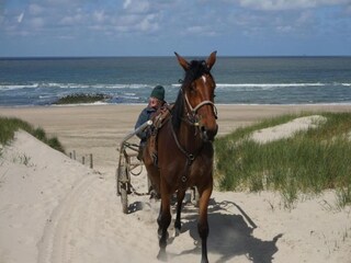 Vakantiehuis Callantsoog Omgeving 33