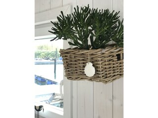 Eine sehr hübsche Pflanze oder doch Korallen?