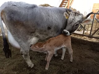 Appartamento per vacanze Bruneck Ambiente 22