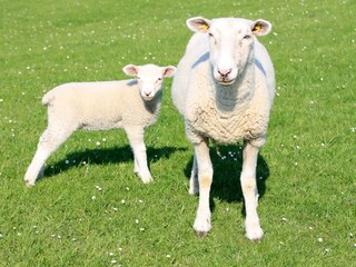 Holiday house Neßmersiel Environment 20