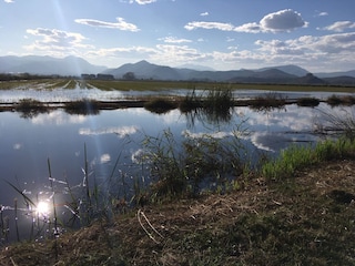 Rice Fields