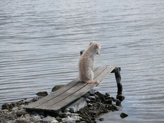 Casa per le vacanze Ouddorp Ambiente 25