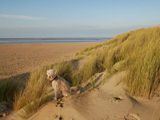 Casa per le vacanze Ouddorp Ambiente 22
