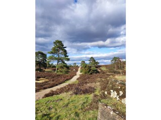 Die Schwindebecker Heide