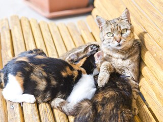Unsere Lieblinge - die Hauskatzen