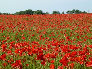 Mohnfeld im Frühsommer