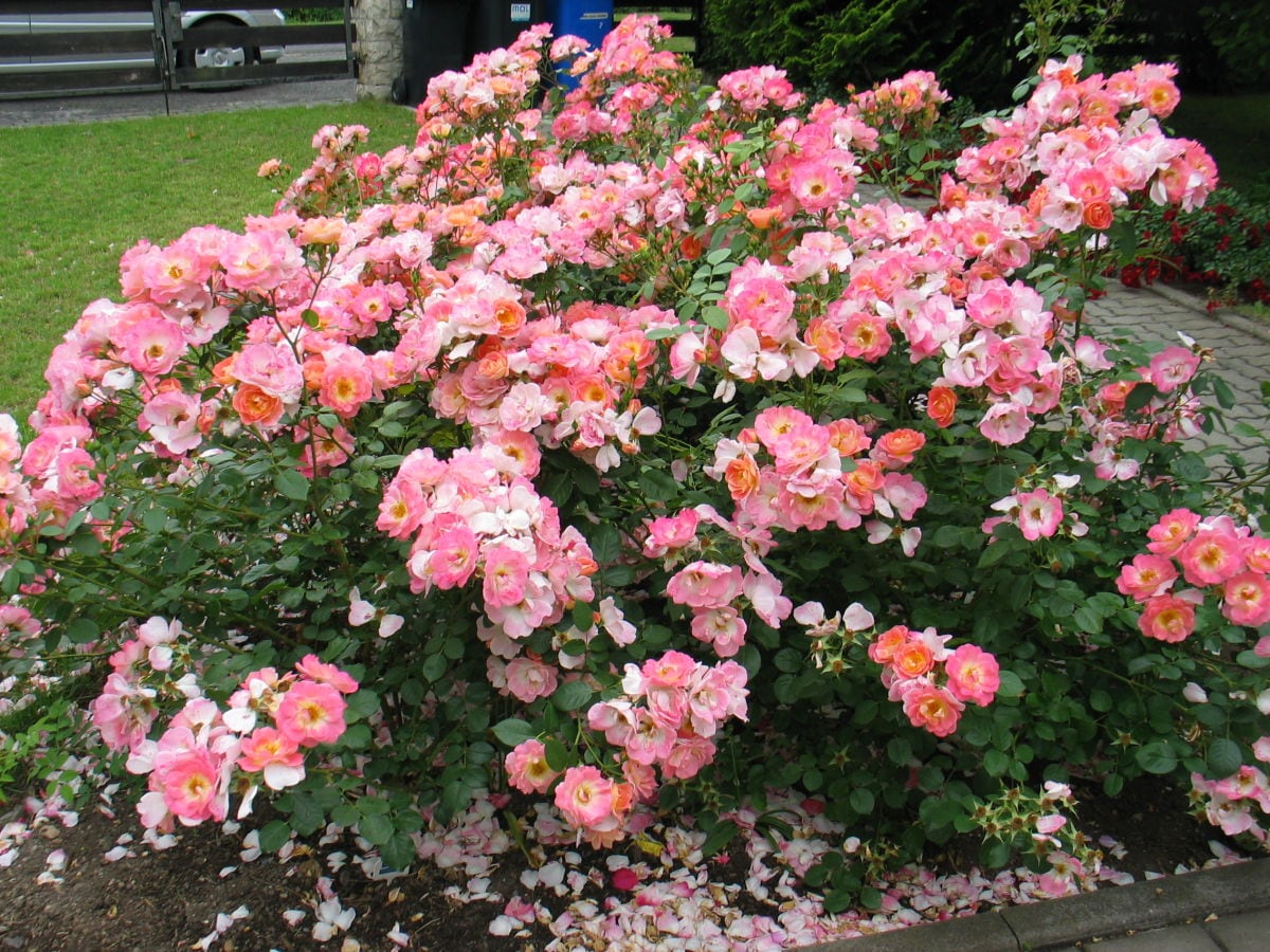 rosen im garten