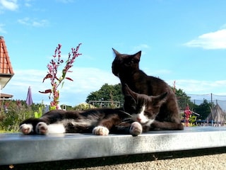 Unsere Katzen