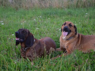 Unsere Hofhunde