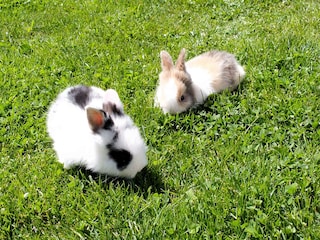 Auch die Häschen genießen das frische Gras