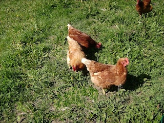 Unsere Freilandhühner