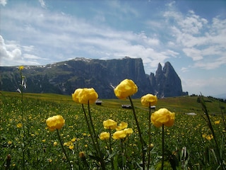 Seiser Alm mit Blick auf den Schlern