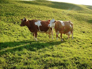 Kühe auf der Weide