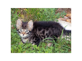 Auch Kätzchen schwirren herum,