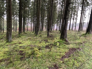 Waldbaden zu Fuß ab FeWo Siebenstern