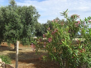 Appartamento per vacanze San Pietro in Bevagna Ambiente 34