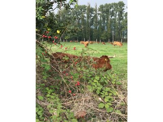 Appartamento per vacanze Nickenich Ambiente 21