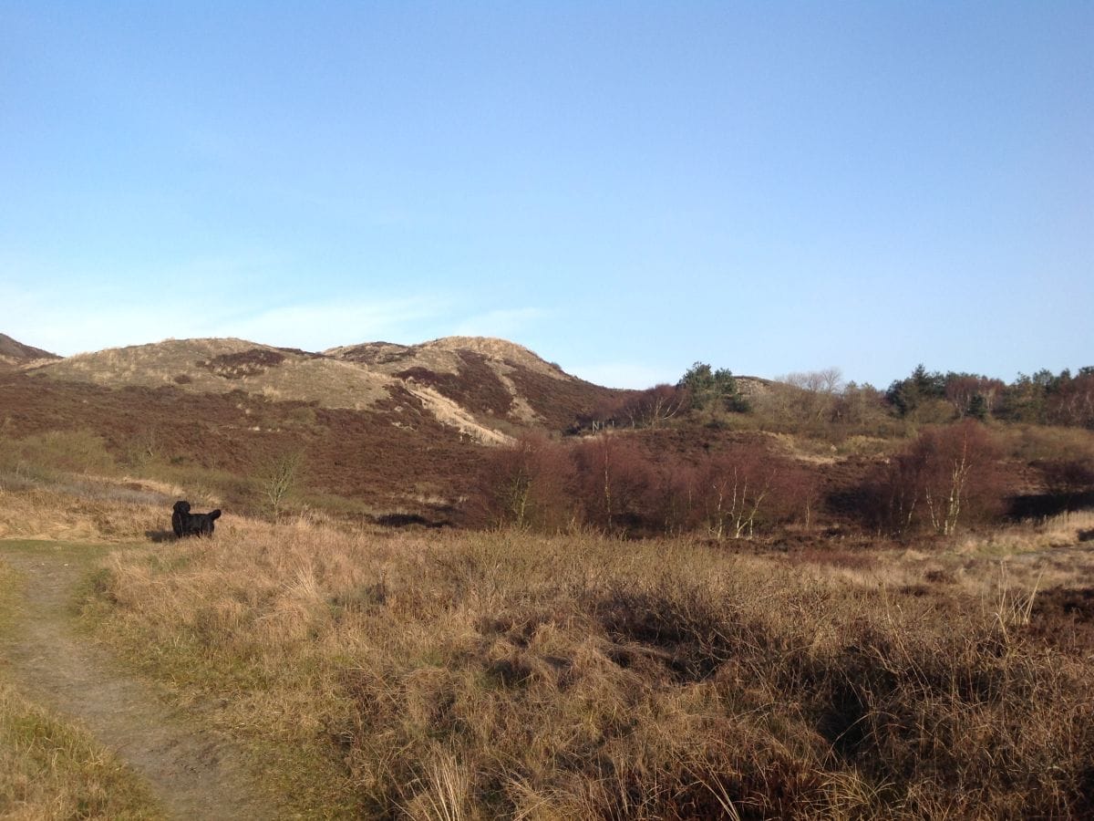 Dünenlandschaft hinter dem Haus