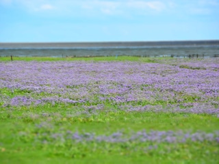 Maison de vacances Wyk auf Föhr Environnement 27