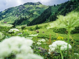 Appartamento per vacanze Partenen Ambiente 20