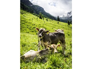 Appartamento per vacanze Partenen Ambiente 21